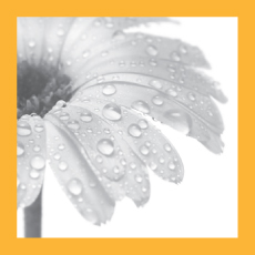Aromatherapy Image